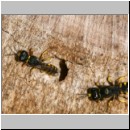 Ectemnius cavifrons oder ruficornis - Grabwespe serie14 08.jpg